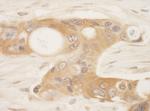 SPAK Antibody in Immunohistochemistry (Paraffin) (IHC (P))