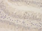 SRPK2 Antibody in Immunohistochemistry (Paraffin) (IHC (P))