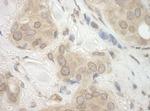 CASC3 Antibody in Immunohistochemistry (Paraffin) (IHC (P))