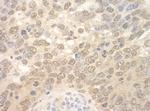 SPF45 Antibody in Immunohistochemistry (Paraffin) (IHC (P))