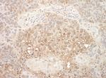 APC7 Antibody in Immunohistochemistry (Paraffin) (IHC (P))
