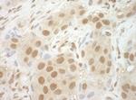 NCBP2 Antibody in Immunohistochemistry (Paraffin) (IHC (P))