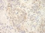 NCBP2 Antibody in Immunohistochemistry (Paraffin) (IHC (P))