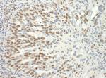 SF3B3 Antibody in Immunohistochemistry (Paraffin) (IHC (P))