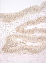 CNOT2 Antibody in Immunohistochemistry (Paraffin) (IHC (P))