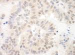 SAP130 Antibody in Immunohistochemistry (Paraffin) (IHC (P))