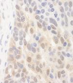 SPATA2 Antibody in Immunohistochemistry (Paraffin) (IHC (P))
