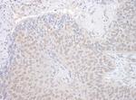 NEK7 Polyclonal Antibody