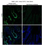 PCNA Antibody in Immunohistochemistry (Paraffin) (IHC (P))