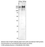 IKAP Polyclonal Antibody