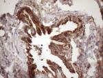 IKBKE Antibody in Immunohistochemistry (Paraffin) (IHC (P))