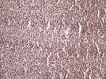IKBKE Antibody in Immunohistochemistry (Paraffin) (IHC (P))