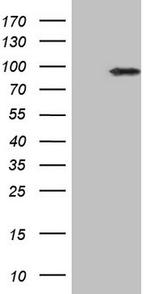 IKBKE Antibody in Western Blot (WB)