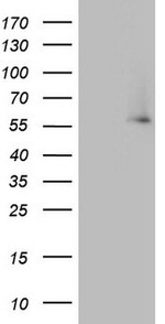 IKZF3 Antibody in Western Blot (WB)