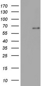 IKZF3 Antibody in Western Blot (WB)