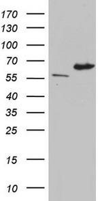 IKZF3 Antibody in Western Blot (WB)
