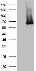 IKZF3 Antibody in Western Blot (WB)
