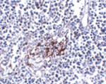IL-33 Antibody in Immunohistochemistry (IHC)