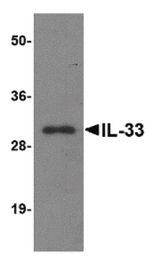 IL-33 Antibody in Western Blot (WB)
