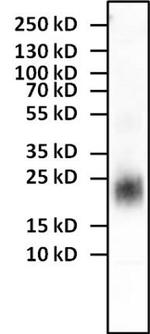 IL-4 Monoclonal Antibody (E10022)