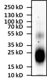 IL-4 Monoclonal Antibody (25D2)