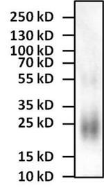 IL-4 Monoclonal Antibody (25D2), Biotin