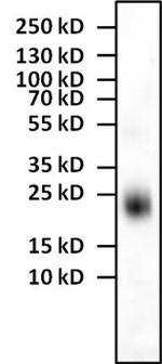 IL-4 Monoclonal Antibody (E10021)