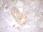 IL12B Antibody in Immunohistochemistry (Paraffin) (IHC (P))