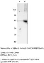 IL12 p40 Polyclonal Antibody