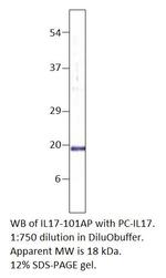 IL17A Antibody in Western Blot (WB)