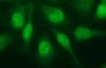 IL1A Antibody in Immunocytochemistry (ICC/IF)