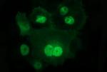 IL1A Antibody in Immunocytochemistry (ICC/IF)