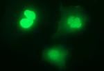 IL1A Antibody in Immunocytochemistry (ICC/IF)