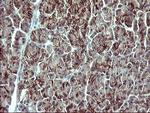 IL1A Antibody in Immunohistochemistry (Paraffin) (IHC (P))