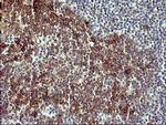 IL1A Antibody in Immunohistochemistry (Paraffin) (IHC (P))