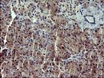 IL1A Antibody in Immunohistochemistry (Paraffin) (IHC (P))