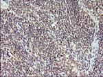 IL1A Antibody in Immunohistochemistry (Paraffin) (IHC (P))