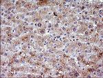 IL1A Antibody in Immunohistochemistry (Paraffin) (IHC (P))