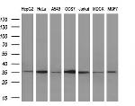 IL1A Antibody in Western Blot (WB)