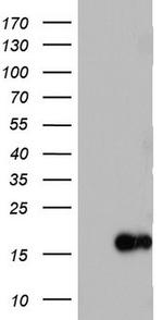 IL1RN Antibody in Western Blot (WB)