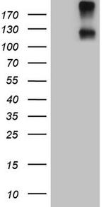 IL23R Antibody in Western Blot (WB)