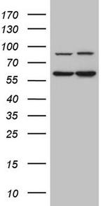 IL23R Antibody in Western Blot (WB)