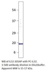 IL32 Polyclonal Antibody