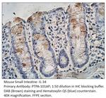 IL-34 Polyclonal Antibody