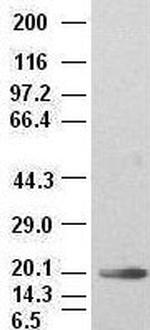 IL6 Antibody in Western Blot (WB)