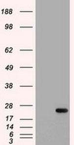IL6 Antibody in Western Blot (WB)