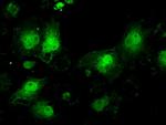 ILF2 Antibody in Immunocytochemistry (ICC/IF)