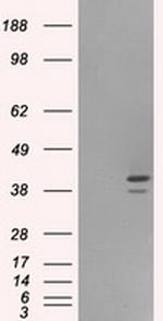 ILF2 Antibody in Western Blot (WB)