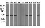 ILF2 Antibody in Western Blot (WB)