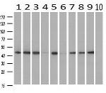 ILF2 Antibody in Western Blot (WB)